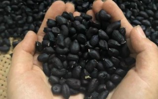 黑花生是什么品種，是彩色花生的一種