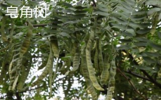 農(nóng)民種什么樹比較有前景，皂角樹、速生法桐、紅葉石楠等樹種均可選擇
