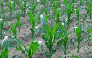 貴卓玉7號(hào)(區(qū)試名稱：ZH2021)玉米種子特點(diǎn)，生育期128.6天