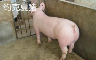 豬有哪些品種，包括杜洛克、成華豬、大白豬、長白豬等種類