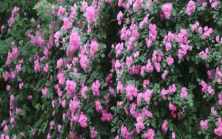 薔薇和月季的區(qū)別,花朵和花期均不同