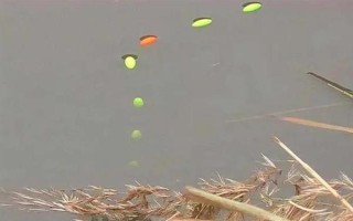 野釣黃尾魚(yú)適合用什么餌料，腥味型、麩香型、酒香型均可使用