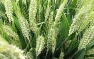 丹麥1號小麥種子介紹，為中筋品種