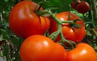 西紅柿是什么時(shí)候傳入中國(guó)的，是明朝萬(wàn)歷年間傳入中國(guó)的