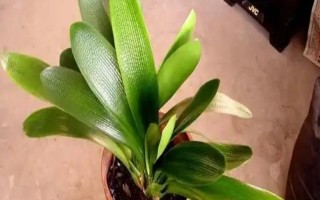 君子蘭剪頭后何時(shí)長(zhǎng)新葉，通常需一年左右