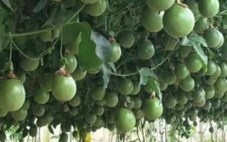 百香果為什么施生物有機(jī)肥，能增加土壤中的有益菌且抑制有害菌