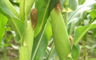 稷秾107玉米種子特征特性，中抗大斑病