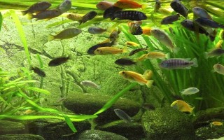 怎么才能讓魚(yú)缸里的死水變成活水，最好安裝一個(gè)過(guò)濾器