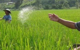 生物鉀肥的施用方法，要優(yōu)先施用于喜鉀作物上