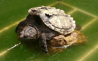 鱷龜?shù)娘曫B(yǎng)方法，每隔7-10天消毒一次