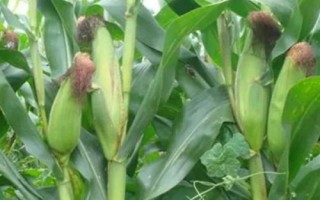 先豐3號玉米品種的特性，4月下旬至5月上旬播種