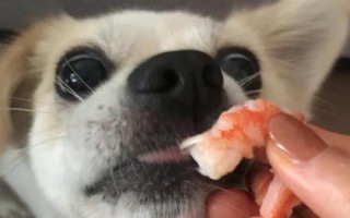 狗能不能吃蝦，可以適量吃蝦肉