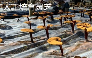如何區(qū)分野生靈芝與人工培育靈芝，可以從色澤、大小等方面區(qū)分