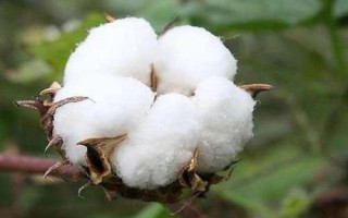 豫銀山20棉花種簡介，轉單價抗蟲基因常規(guī)春棉品種