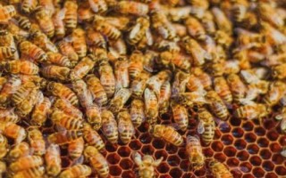 怎么樣使蜂群建造王臺，前提條件是有強(qiáng)烈的分蜂意念