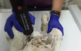 犬髖關(guān)節(jié)發(fā)育不良的簡介，是一種后天發(fā)育畸形、由多種病因引發(fā)的疾病