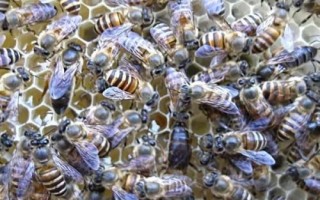 哪里可以買長白山中蜂，吉林、遼寧等地的蜂場有