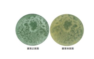 如何用大豆巧制氨基酸葉面肥，大豆粉和發(fā)酵菌劑的比例為1:100
