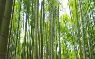 北方的大型竹子有哪些，常見的有毛竹、紫竹、金鑲玉竹等