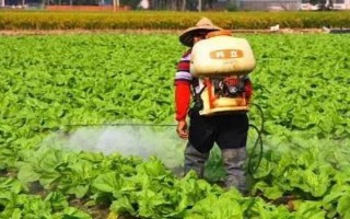 如何預(yù)防蘿卜空心，要注意平衡供水