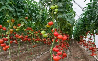 哪些蔬菜可以在6月份種植，適合選擇黃瓜、番茄、豇豆等品種