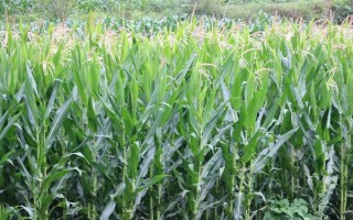 綠糯8號玉米種子介紹，糯玉米品種