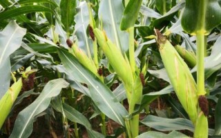 贏美981玉米種子特征特性，密度4000株/畝左右