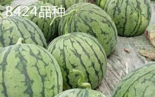 早春紅玉西瓜有沒有籽，屬于早熟有籽品種