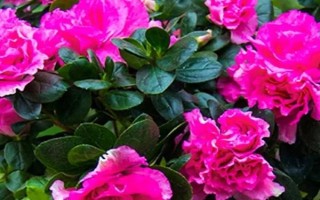 春天開哪些花，常見的有矮牽牛、杜鵑花等