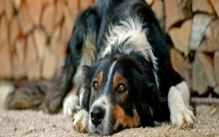 犬髖關(guān)節(jié)發(fā)育不良的簡介，是一種后天發(fā)育畸形、由多種病因引發(fā)的疾病