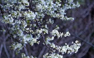 李子在成熟前掉落如何解決，增加光照、修剪枝條、排出多余水分均可避免掉果