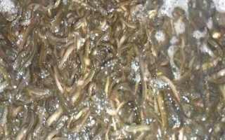 怎么快速培育泥鰍苗種，投放前要蓄水施肥、放苗后要提供充足的食物