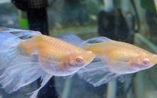 孔雀魚如何保持不退化，一般情況下不會退化