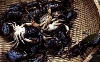 山螃蟹和河蟹的區(qū)別，生長(zhǎng)環(huán)境和食用方法均不同