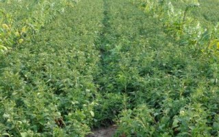 種植白術(shù)怎么管理，整個生育期要中耕除草3-4次