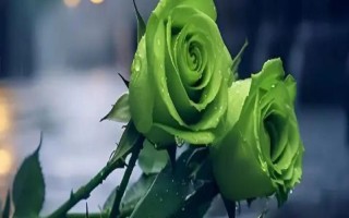 綠玫瑰的花語(yǔ)，寓意愛(ài)情憧憬、愛(ài)情長(zhǎng)存、純真簡(jiǎn)樸等