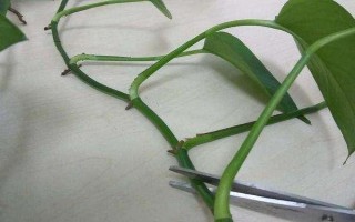 綠蘿的修剪方法，冬天的時候盡量不要修剪