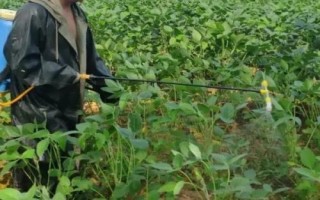 大豆菟絲子如何用草甘膦防治，稀釋藥液后可噴灑受害植株