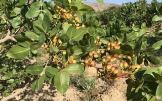 種植開(kāi)心果樹(shù)要注意什么，需種在通透性較好的土壤中