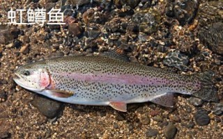 三文魚的產(chǎn)地，主產(chǎn)于俄羅斯、美國(guó)、加拿大、日本、挪威