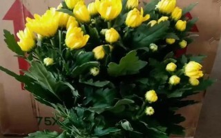菊花的種植方法，種之前需要對其根部進行修剪