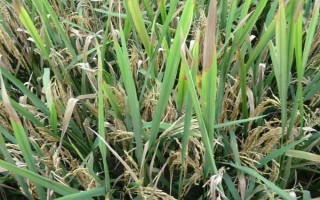 贛73優(yōu)明占水稻品種簡介，全生育期為154.8天