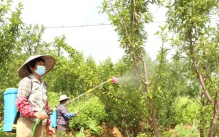 李子在成熟前掉落如何解決，增加光照、修剪枝條、排出多余水分均可避免掉果