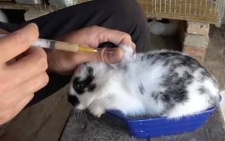 預防兔子感冒的方法，在兔舍中放置毛毯可供兔子御寒