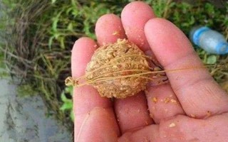 野釣黃尾魚(yú)適合用什么餌料，腥味型、麩香型、酒香型均可使用