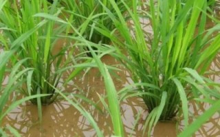 耕香優(yōu)579水稻種子特征特性，每畝有效穗數(shù)17.0萬穗