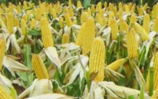 蠡玉45號的特征特性，秋季平均生育期為98天
