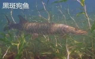狗魚的生活習(xí)性，我國有黑斑狗魚和白斑狗魚兩種