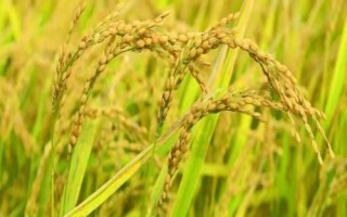 創(chuàng)兩優(yōu)絲苗水稻種子特征特性，每畝基本苗10左右