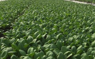 青菜畝產(chǎn)量多少公斤，平均產(chǎn)量約為2500公斤/畝